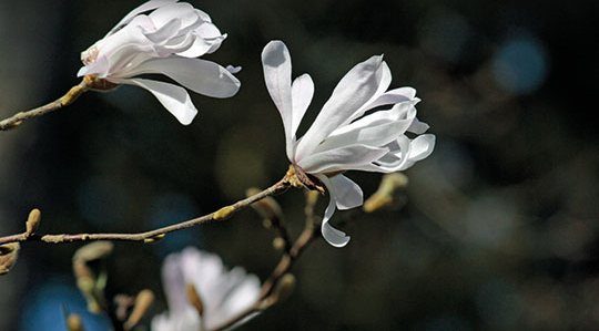 Spring tree highlights